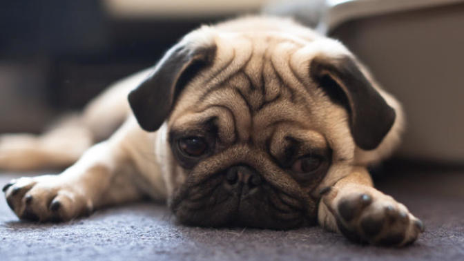 Bu köpekler neden üzgün suratlı?