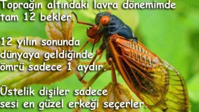 İşte ağustos böceğinin asıl hikayesi siz olsanız çalışırmıydınız?