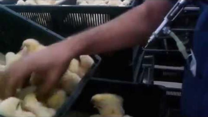 Civcivlerin nasıl aşılandığını merak ediyor musunuz? İşte kendi elimden yumurtadan yeni çıkmış civcivlere uyguladığım canlı veba aşısı ?