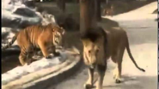 Aslan mı Daha Güçlü Yoksa Kaplan mı, Video'lu Yanıtı?