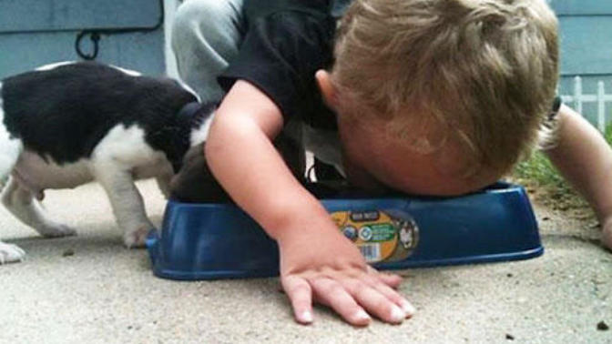 Çocuğum kedi maması yedi bir şey olur mu, kedi maması yemenin zararları nelerdir?