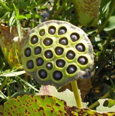 Tripofobisi olan var mı 😨 ?