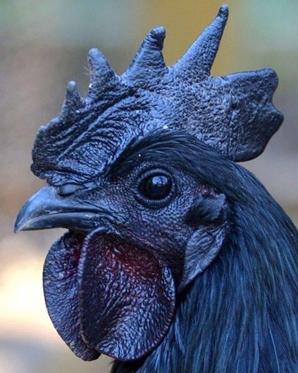 Arap Horoz'u Gördünüz mü?