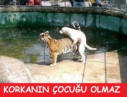 Korkanın çocuğu olur mu ?