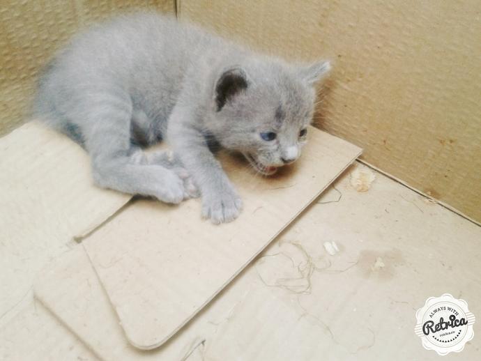 Yavru Kedi Sahiplenmek İstiyorum, Ailemi Nasıl İkna Ederim?