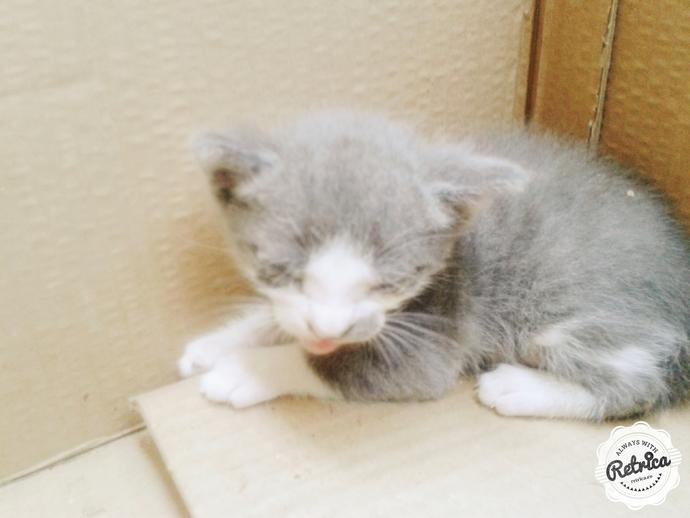Yavru Kedi Sahiplenmek İstiyorum, Ailemi Nasıl İkna Ederim?