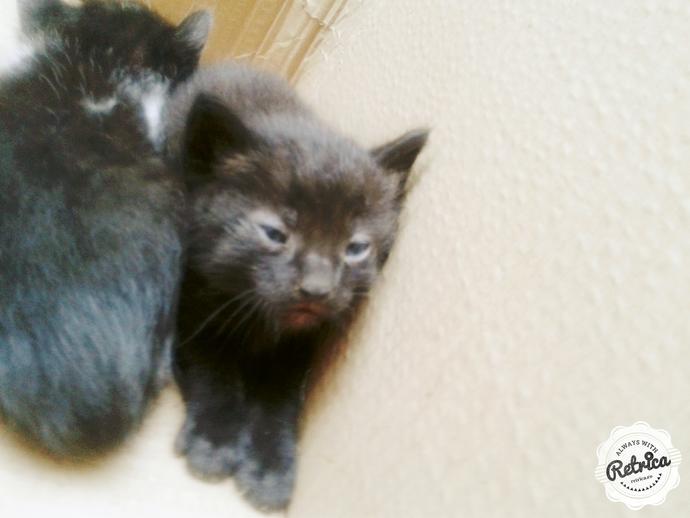 Yavru Kedi Sahiplenmek İstiyorum, Ailemi Nasıl İkna Ederim?
