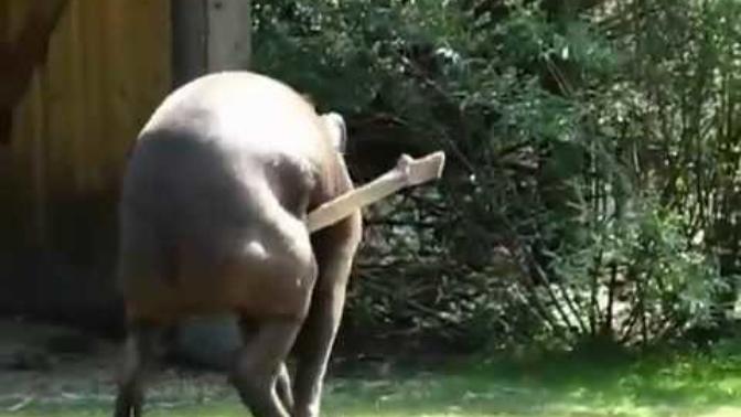 Kızlar, bu tapir sizce nasıl bir hayvan (videolu)?