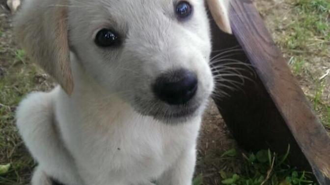 Fotodaki yavru köpeğin cinsi ne ola ki? Adı ne olmalı acaba?