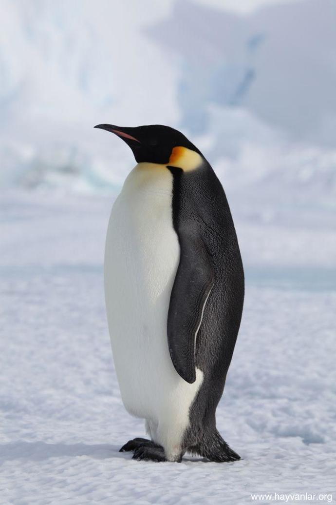 penguen kadar güzel bir hayvan var mı ya:D?