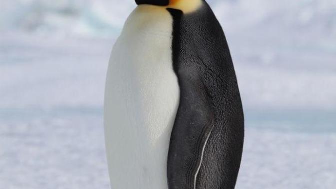 Penguen kadar güzel  bir  hayvan  var mı ya:D?
