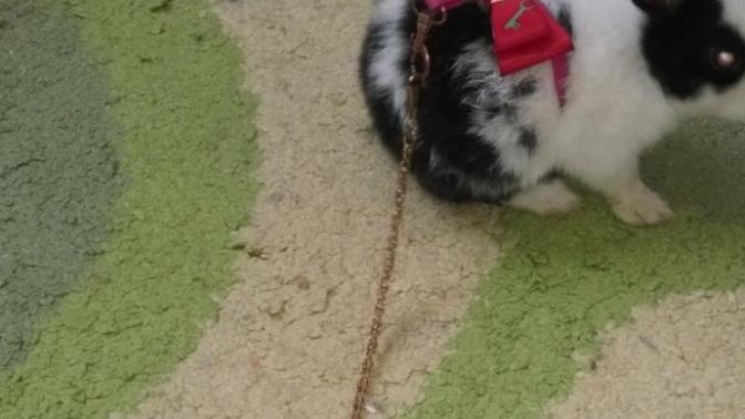 Tavşanımı kime vermeliyim?