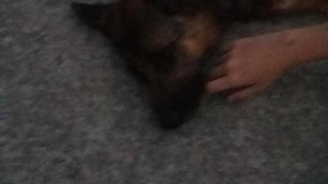 Köpeğe süt ve ekmek versem sorun olur mu?