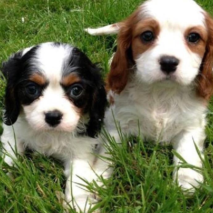 Bana bu köpeği bulabilir misiniz?