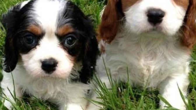 Bana bu köpeği bulabilir misiniz?