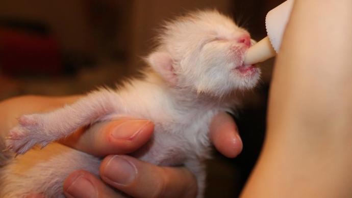 yeni doğan kedi besleme