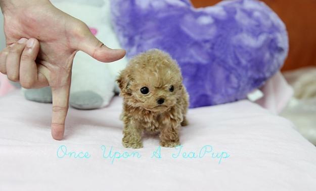 teacup poodle cinsi köpegi olan var mı ?
