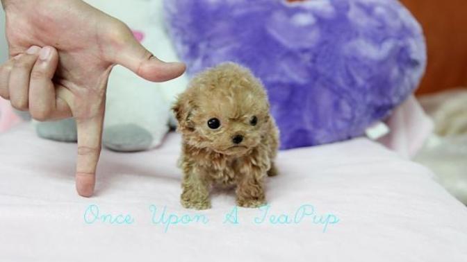 Teacup poodle cinsi köpegi olan var mı?