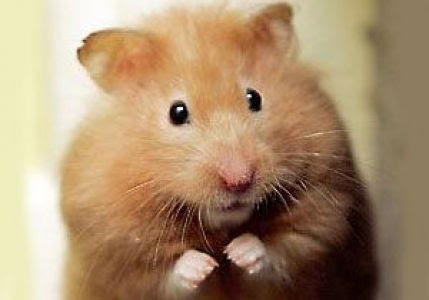 Gece uyandın ve mutfakta fare gördün.Ne yaparsın 🐀🐁 😄 ?