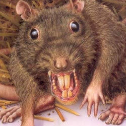 Gece uyandın ve mutfakta fare gördün. Ne yaparsın 🐀🐁 😄 ?