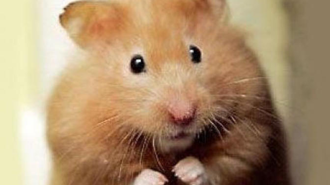 Gece uyandın ve mutfakta fare gördün. Ne yaparsın 🐀🐁 😄 ?