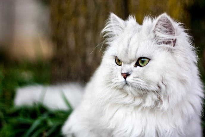 iran chinchilla kedisi