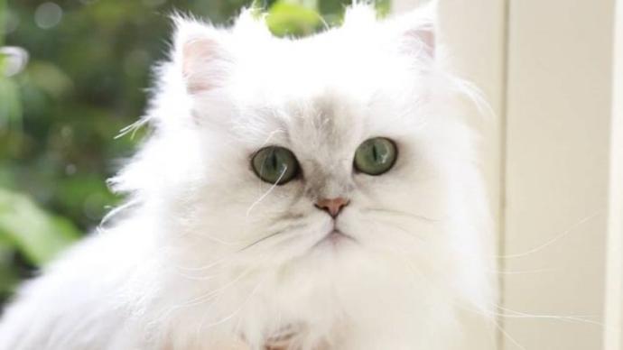 iran kedisi chinchilla
