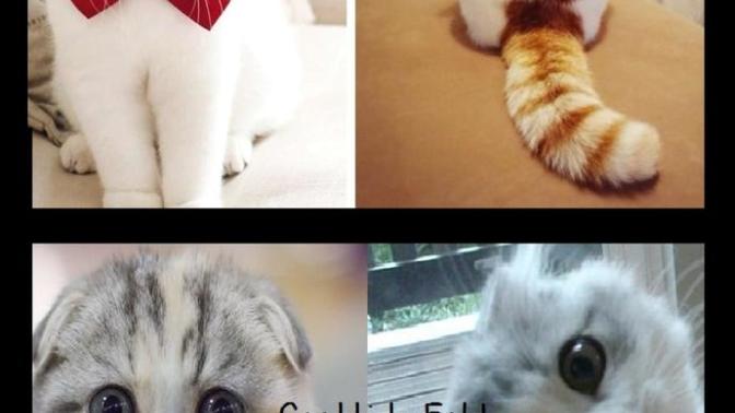 Exotic Short Hair mi Scottish Fold mu?
