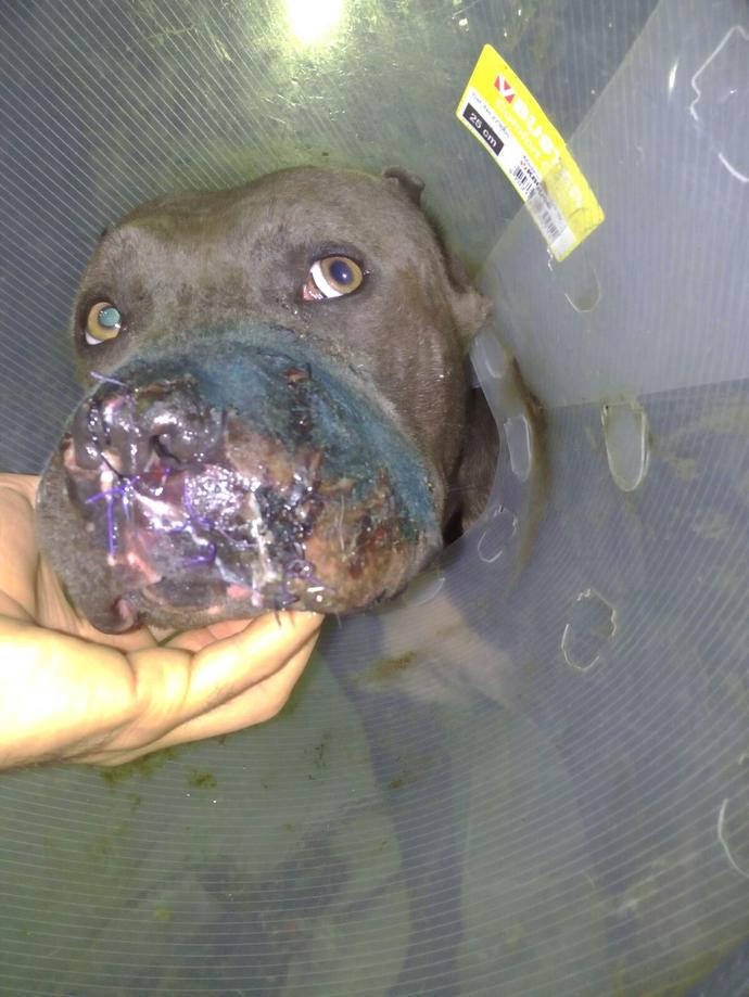 Pitbullum cok kotu agliyor sizliyor ne yapabilirim? KizlarSoruyor