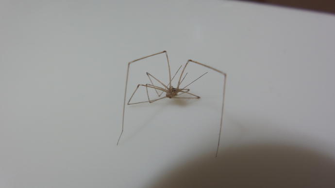Sizce bu böcek tehlikeli mi?