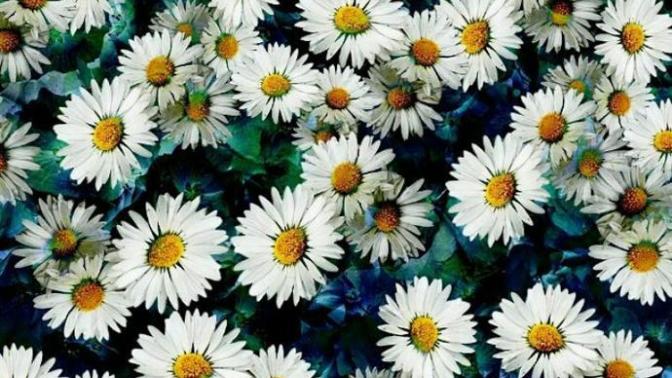 Papatyaları sever misiniz?