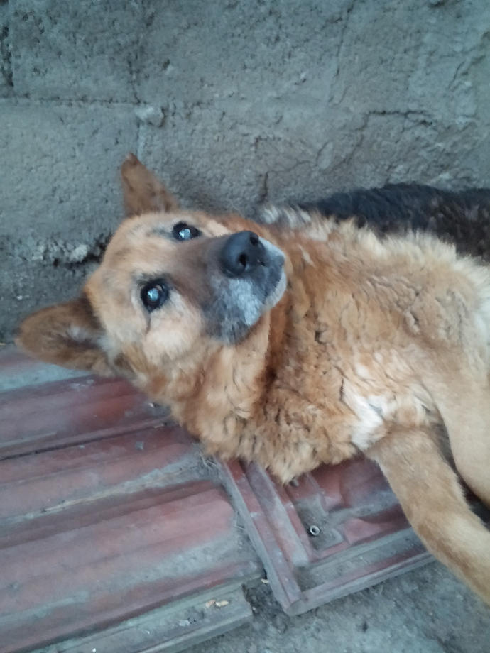 Köpeğimi Uyutmalı Mıyım? Zor Durumdayım Yardım Edin?