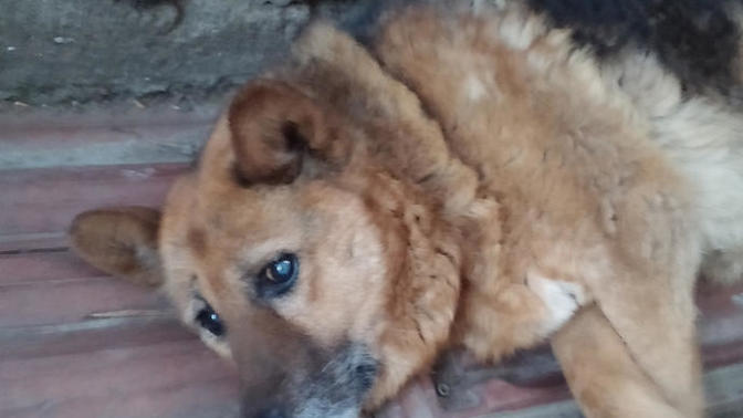 Köpeğimi Uyutmalı Mıyım? Zor Durumdayım Yardım Edin?