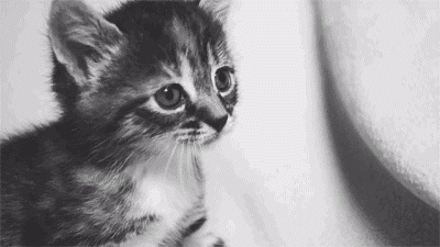 Kedi mi köpek mi?