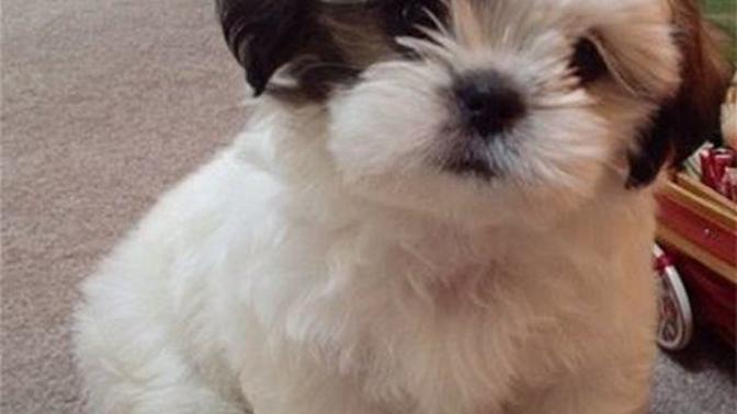 Merhaba ben shih tzu köpek almak isitorum lütfen cevaplayın?