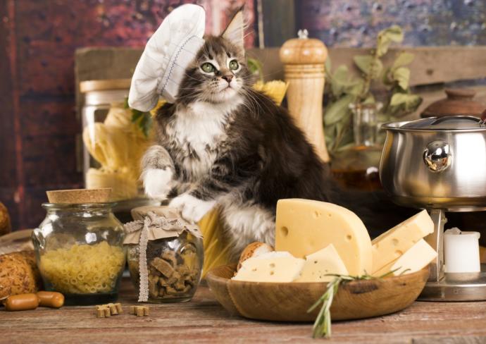 kedi kaşar yermi?