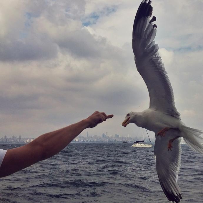 Siz hiç martıya simit attınız mı :) ?