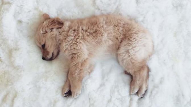Apartmanda beslenecek köpek türleri nelerdir?