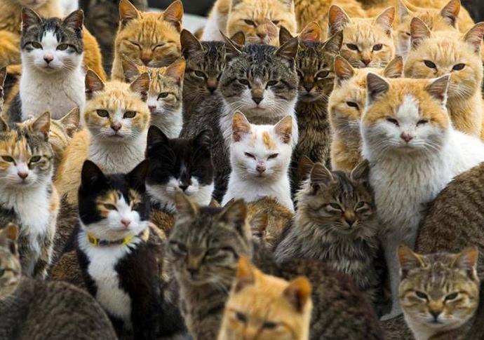 Kedi Adasını Gördünüz mü?