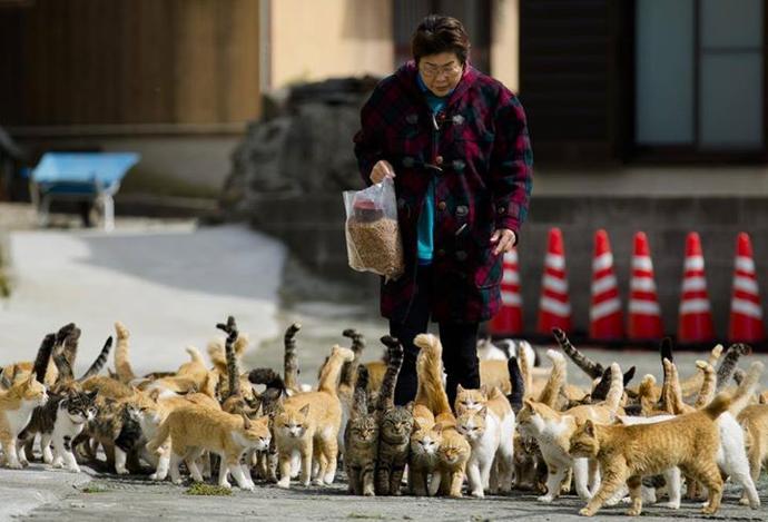 Kedi Adasını Gördünüz mü?