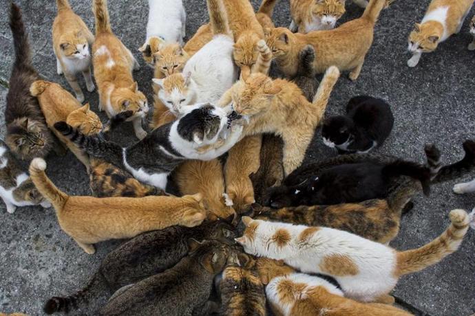Kedi Adasını Gördünüz mü?
