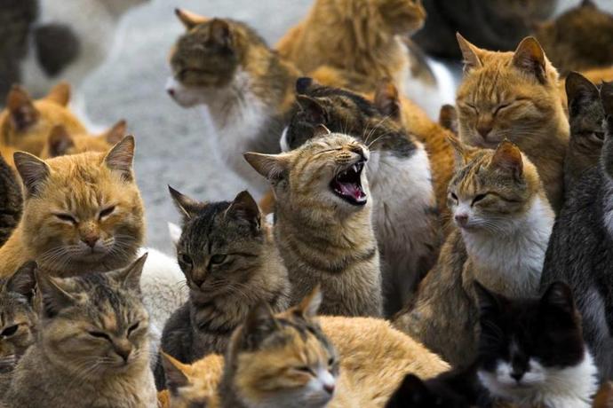 Kedi Adasını Gördünüz mü?