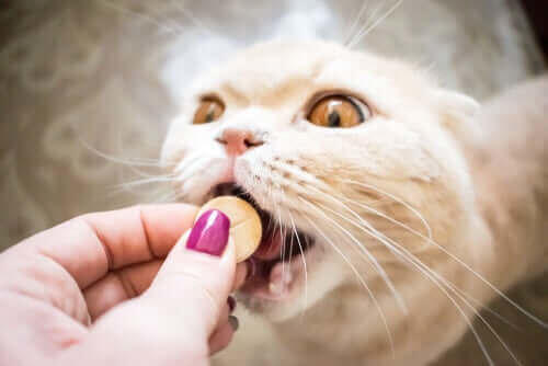 kedi kısırlaştırmamak
