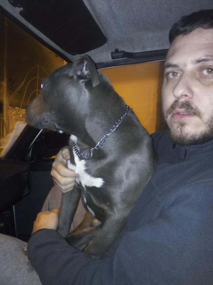 Pitbull soylarının uyutulması hakkında ne düşünüyorsunuz?