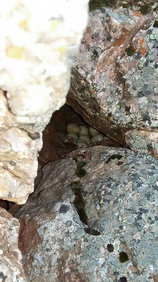 Bu Yumurtalar Sizce Hangi Kuşa Ait :) ?