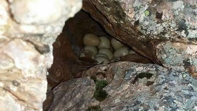 Bu Yumurtalar Sizce Hangi Kuşa Ait :) ?