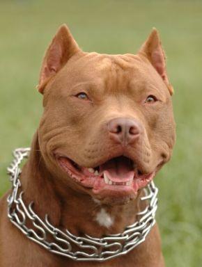 En vahşi saldırgan köpek hangisi?