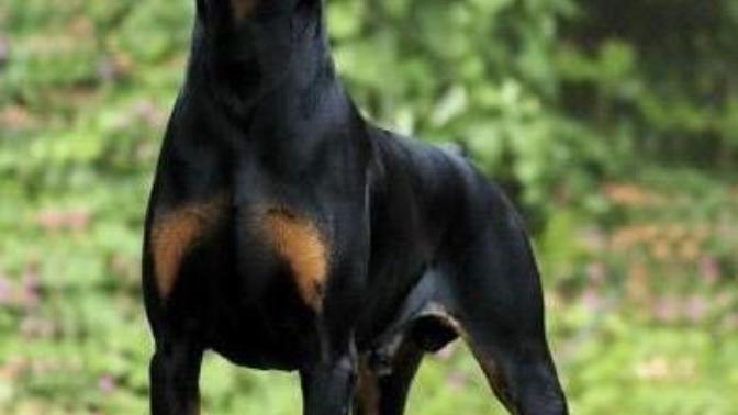 En vahşi saldırgan köpek hangisi?