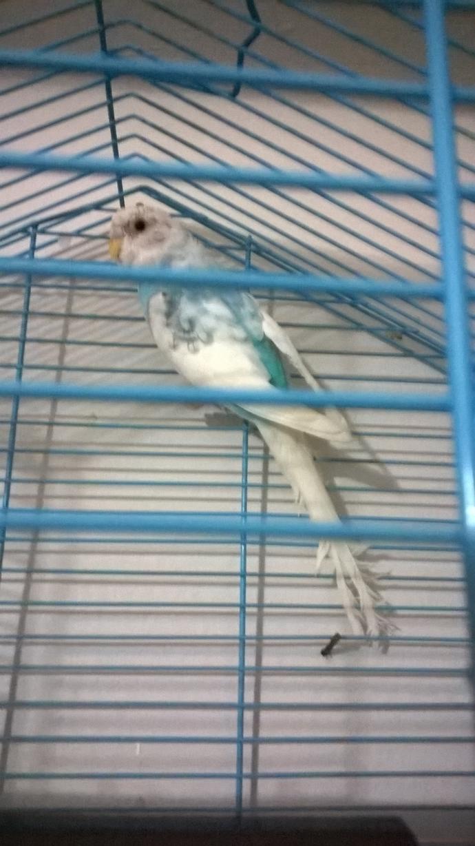 Muhabbet kuşumun adı ne olsun??