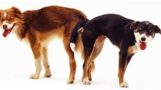 Köpeklerin cinsel ilişkide kilitlenmesi, insanlarda da yaşanabilir mi? Neden kililenirler sizce?